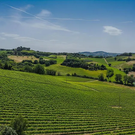 Delle Vigne